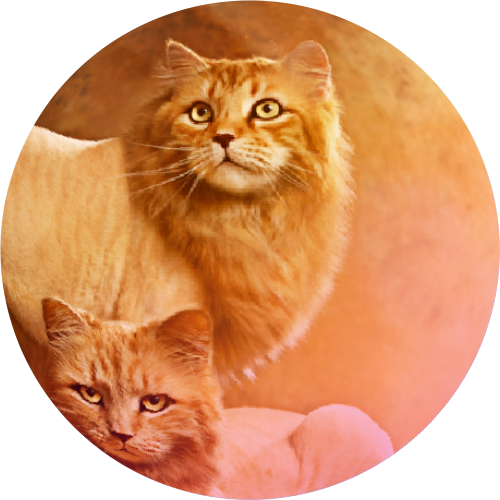 imagem vale mais que 1000 palavras